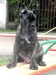 Тигровый мальчик кане корсо