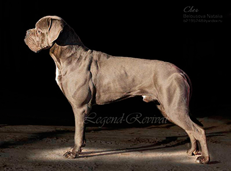 Corso Bella Brovo Graall Legend Revival