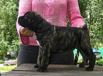 щенок кане корсо 2 коб