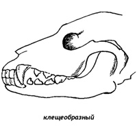 КЛЕЩИ