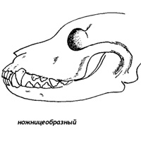 НОЖНИЦЫ
