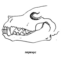 ПЕРЕКУС
